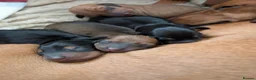 Dachshund dogs for sale: Mini dachshund puppies in Elgin - Advert 6