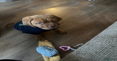 Dogue De Bordeaux dogs Beautiful girl Nala  - Advert 7