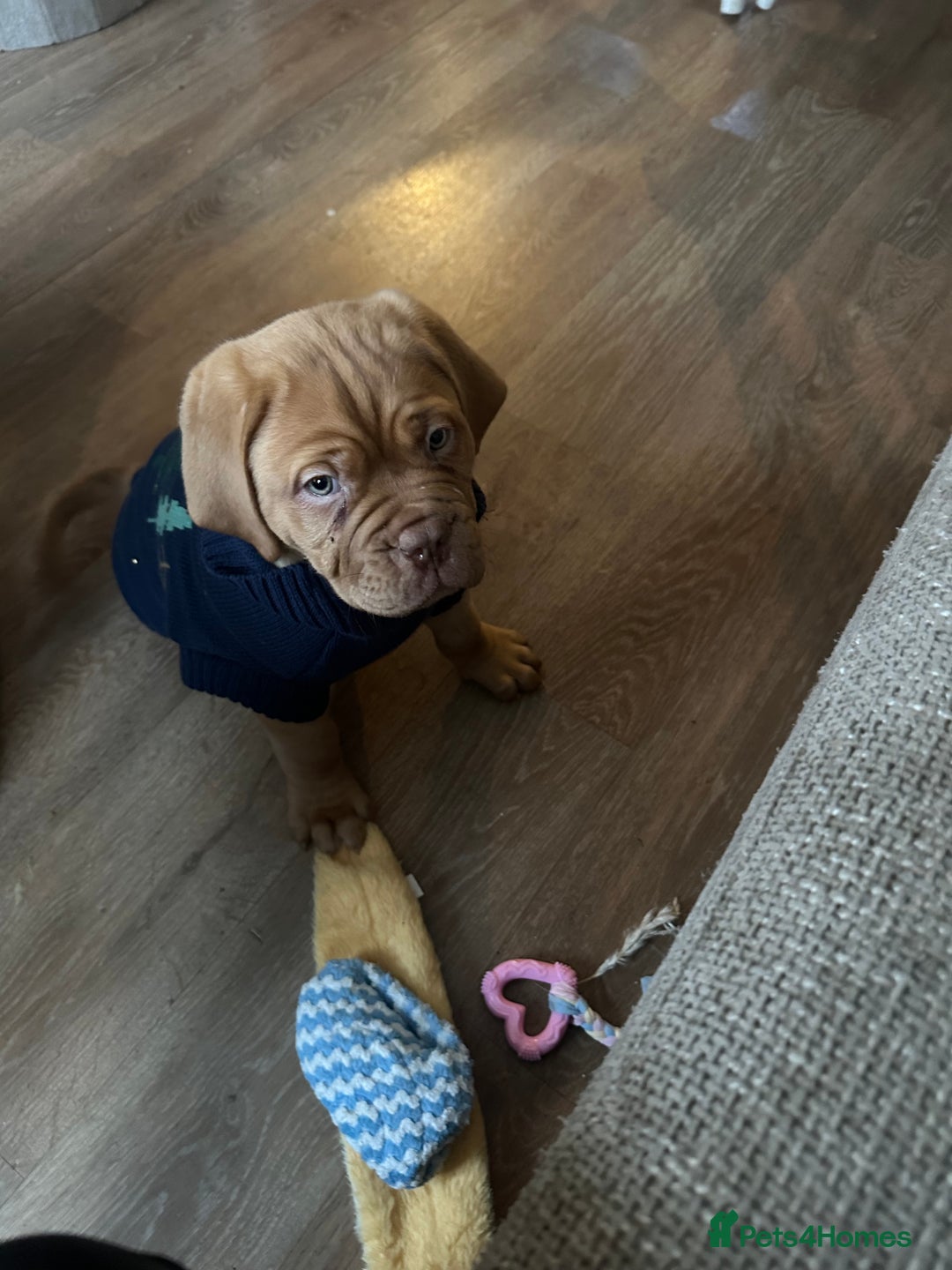 Dogue De Bordeaux dogs for sale: Beautiful girl Nala  - Advert 2