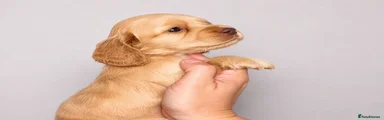Cocker Spaniel 5