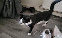 Aegean cats for sale: Tabby Cat - 9 Months Old - Image 2