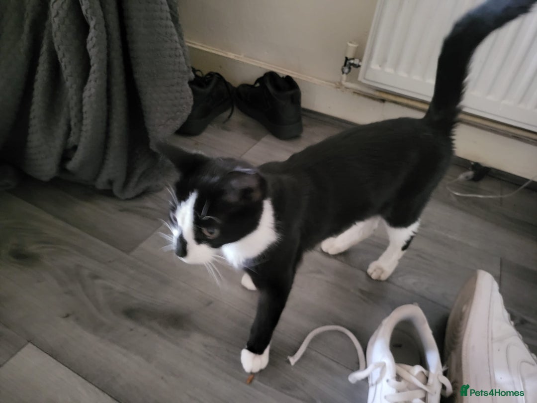 Aegean cats for sale: Tabby Cat - 9 Months Old - Image 2