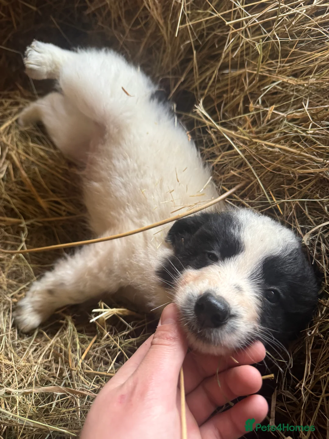 Border Collie dogs for sale: Due to time wasters - Cute fluffy border collie - Advert 2