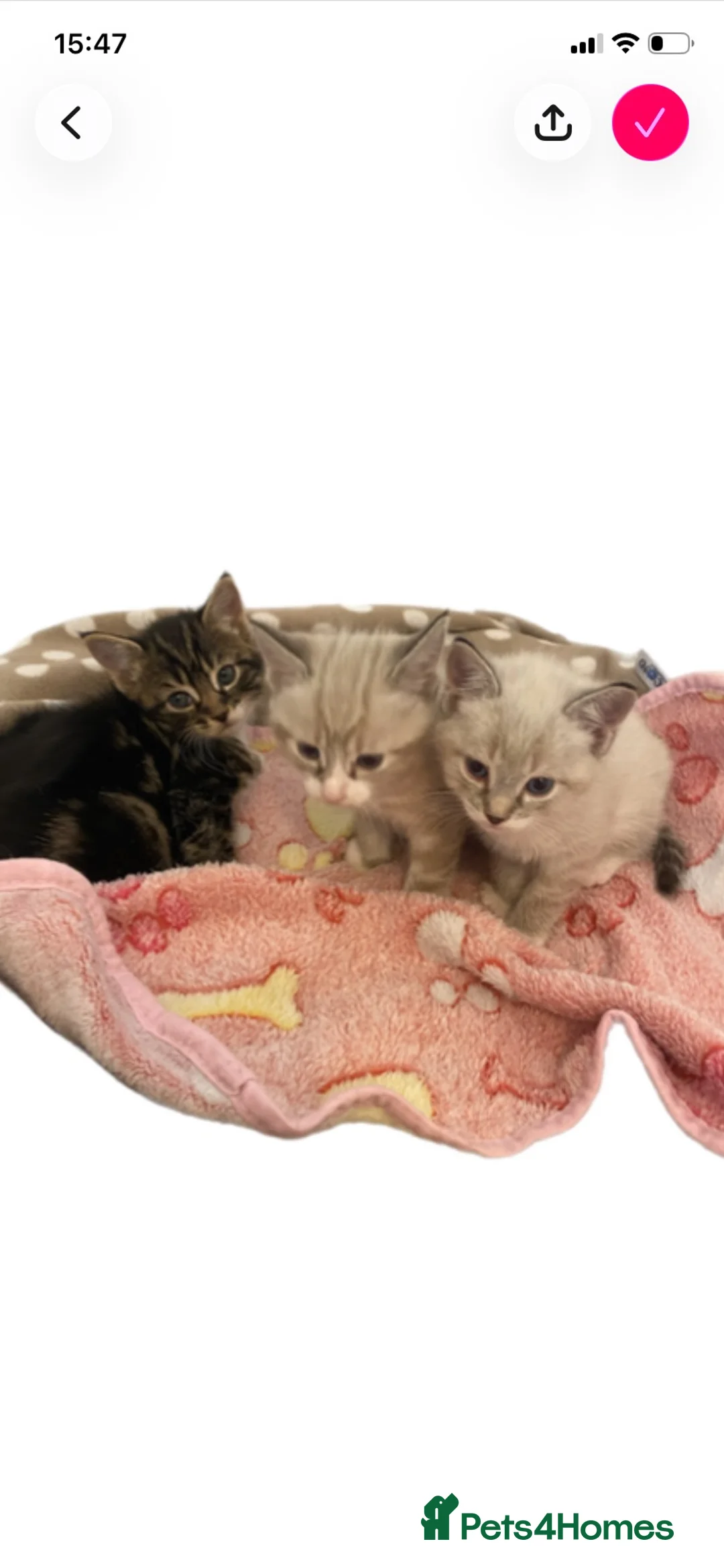 Mixed Breed cats for sale: Kittens for sale  - Advert 2