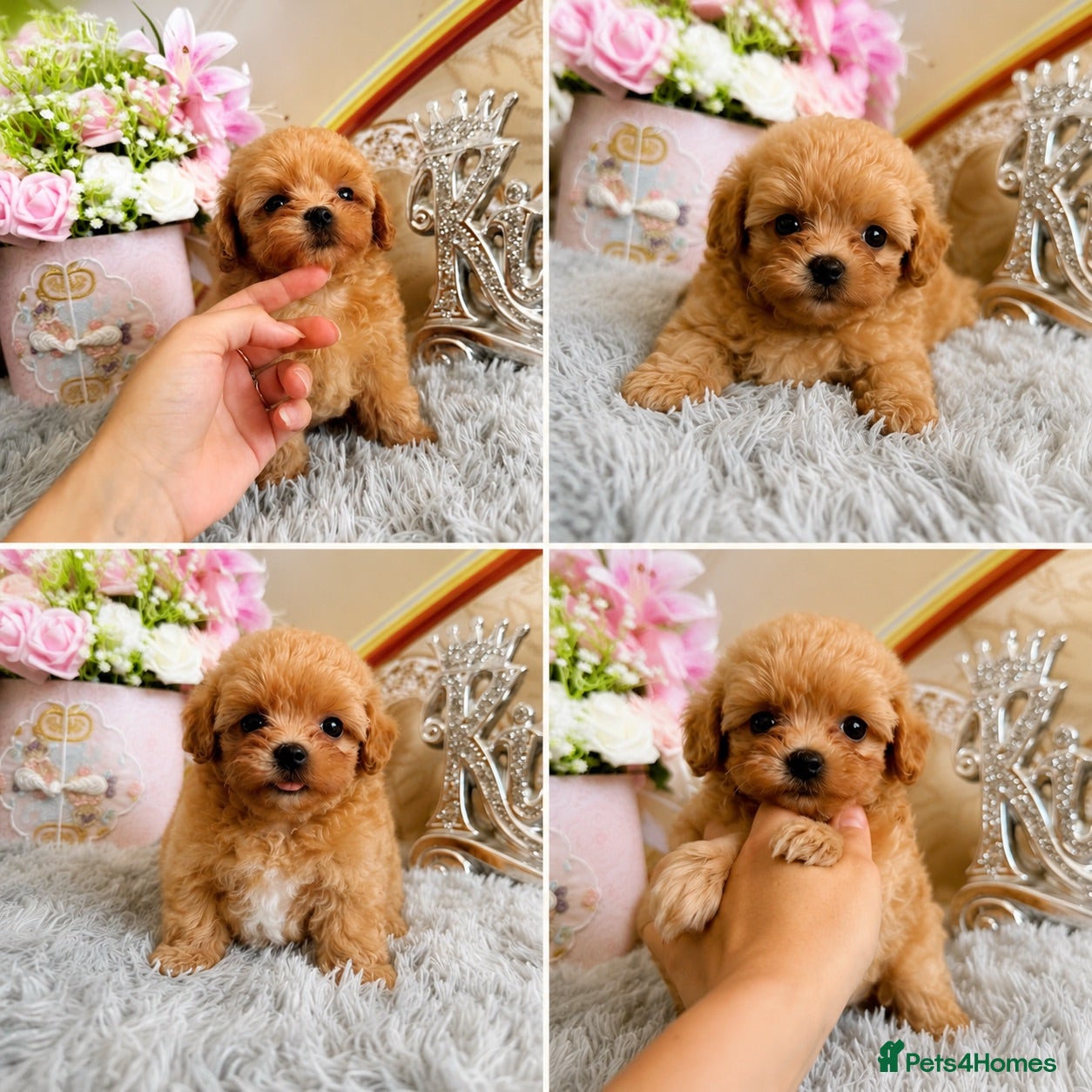 Maltipoo dogs Tiny maltipoo puppies Asian poodle dad  - Advert 1
