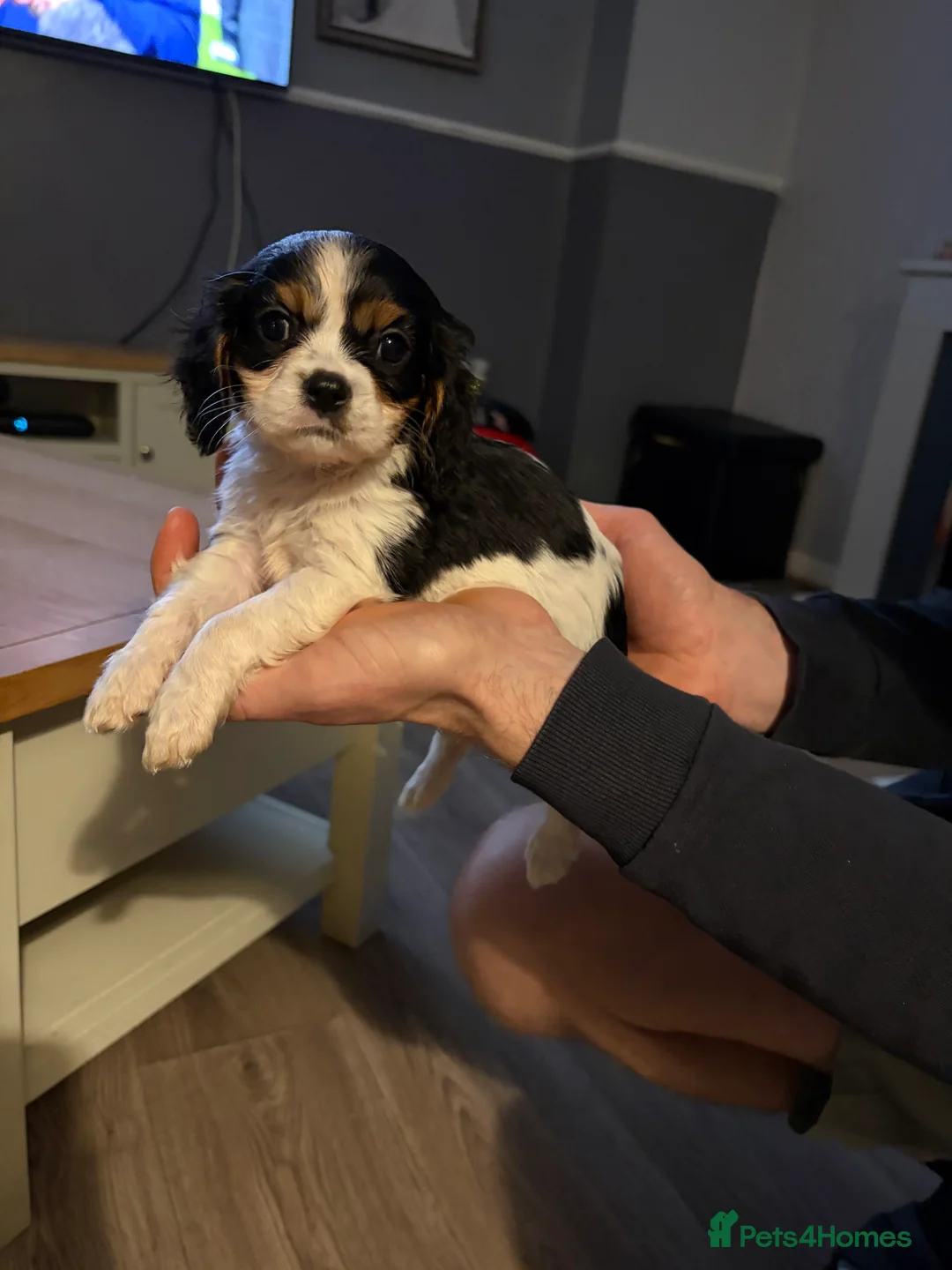 Cavalier King Charles Spaniel dogs for sale: Cavalier King Charles  - Advert 3