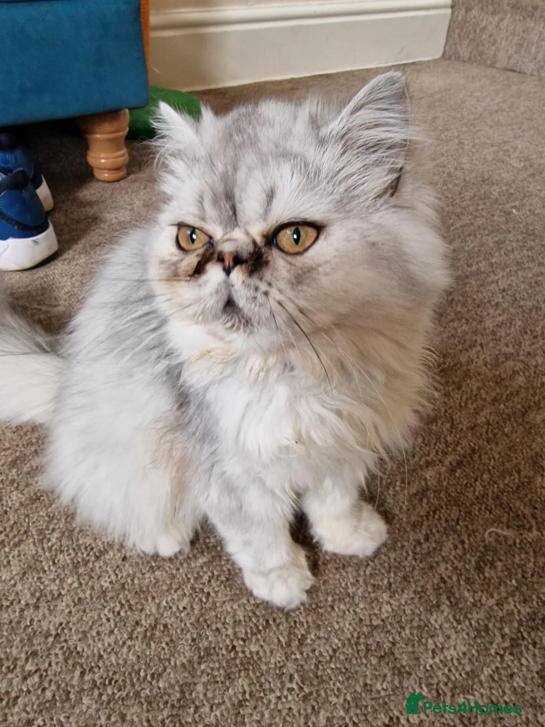 Persian cats for sale: Beautiful Mochi – 7-Month-Old Female Cat  - Advert 2