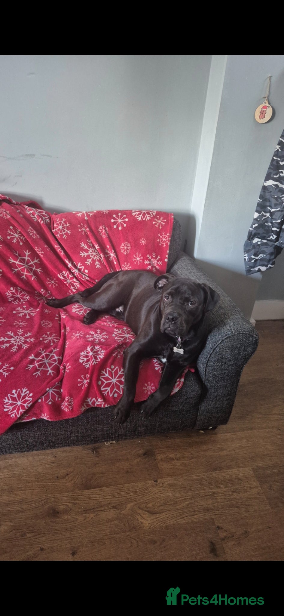 Mixed Breed dogs 1 year old lab cross - Advert 11
