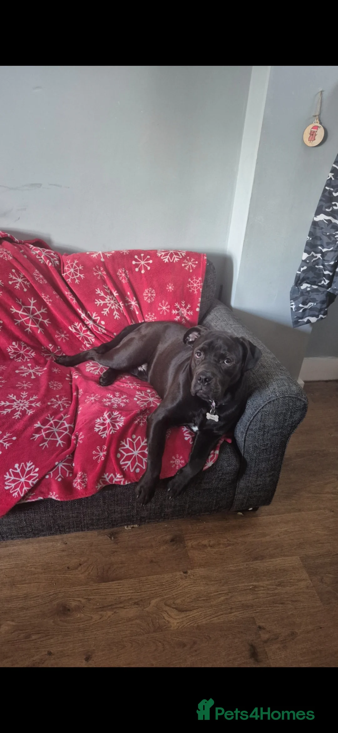 Mixed Breed dogs for sale: 1 year old lab cross in Colne - Advert 1