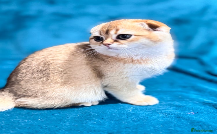 Scottish Fold cats - Advert 3