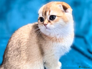 Scottish Fold cats - Advert 10