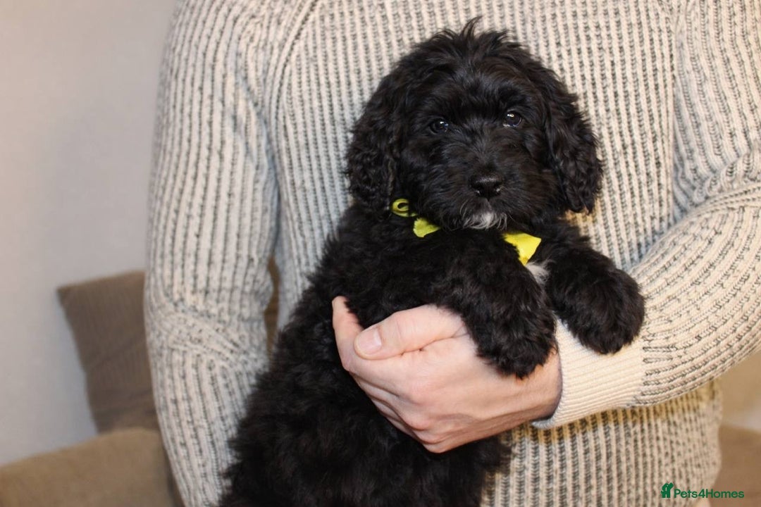 Goldendoodle dogs for sale: Absolutely Gorgeous Goldendoodle F1 Clean Parents - Advert 5