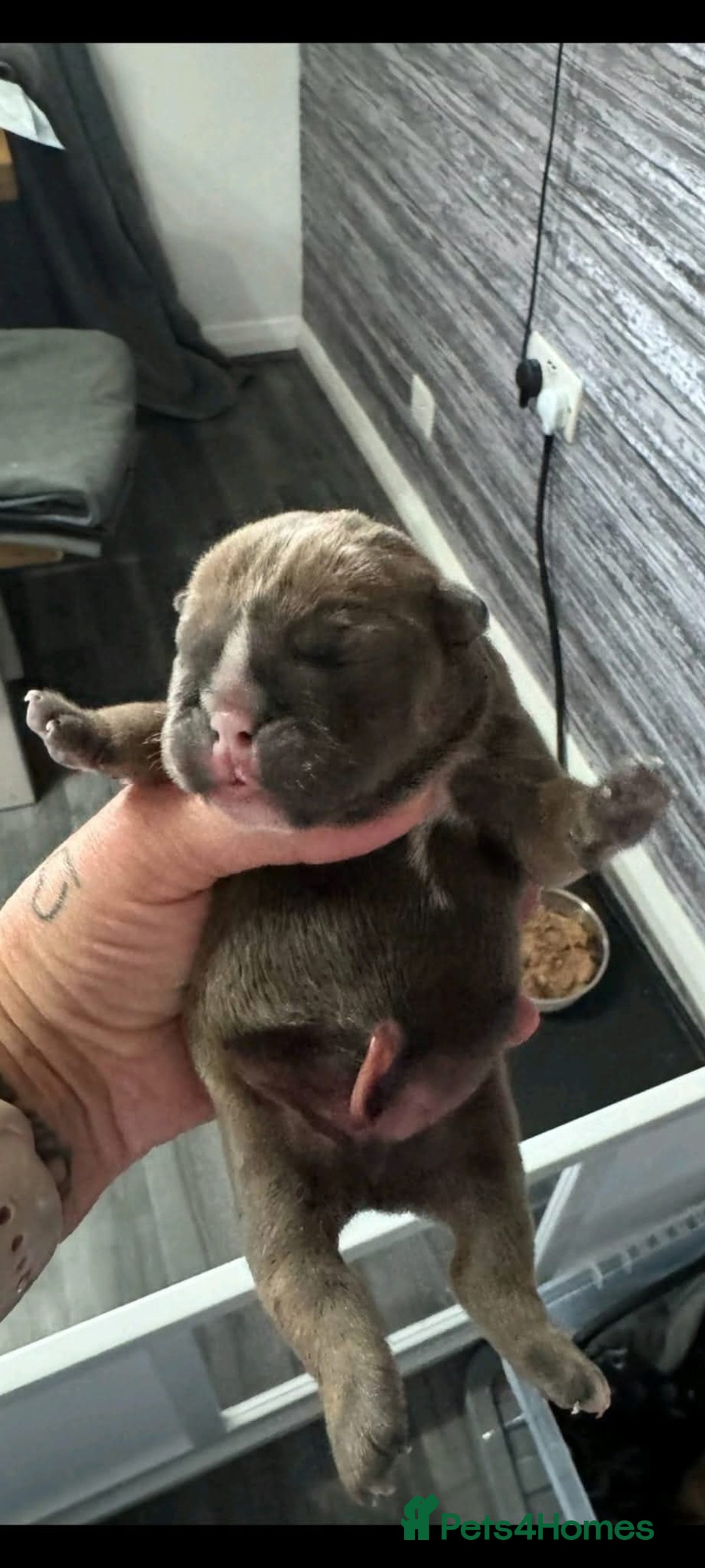 English Bulldog dogs for stud: Charlie for stud lilac and tan fullsuit - Image 9