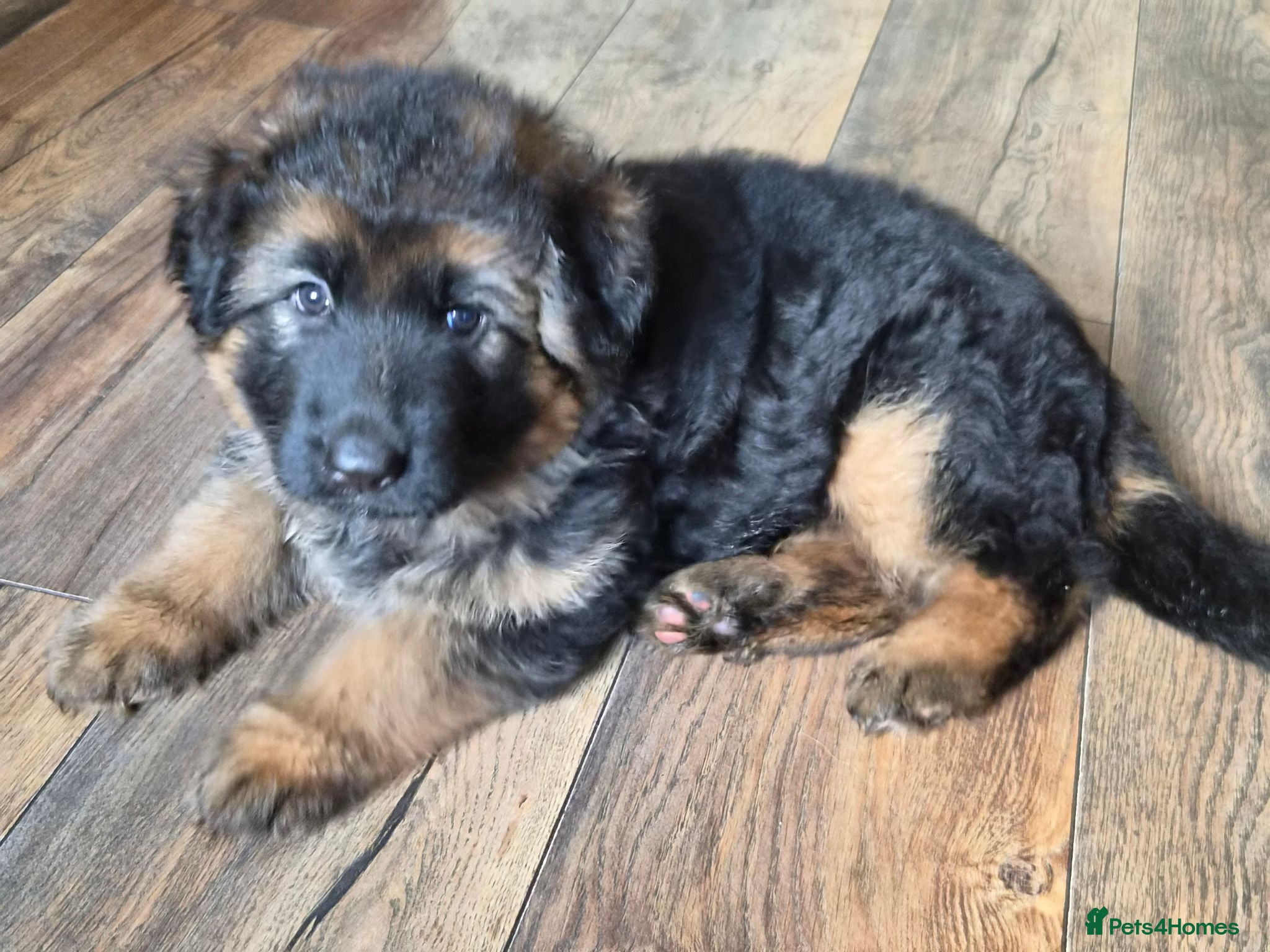 German Shepherd dogs Beautiful German shepherd puppies - Advert 3