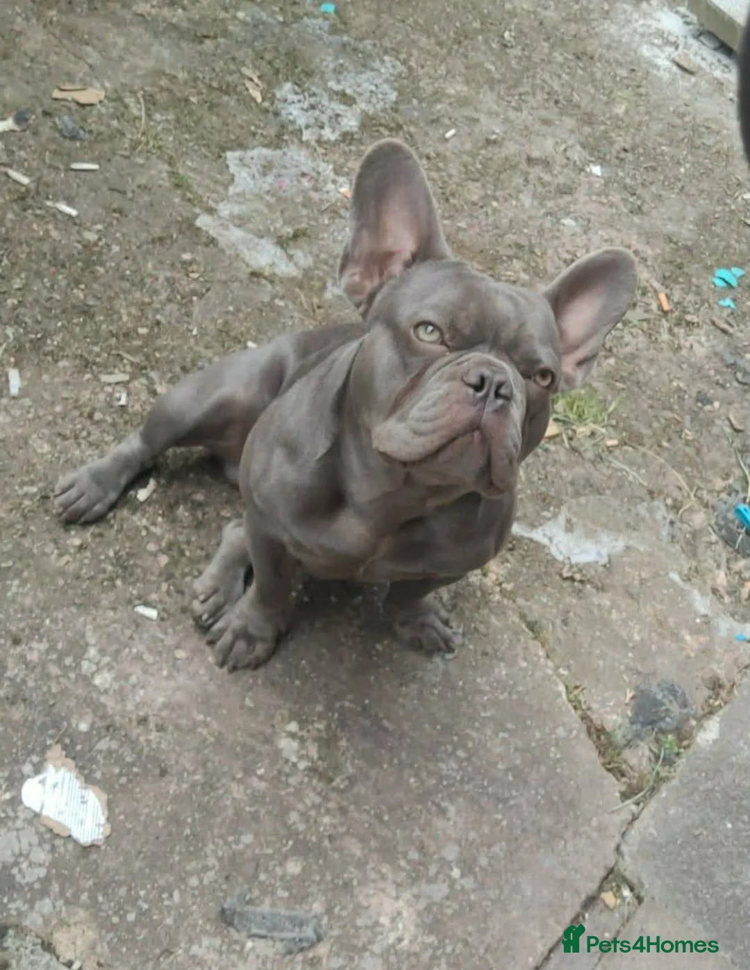 French Bulldog dogs for stud: COLLAR BLUE BULLDOG - Advert 2