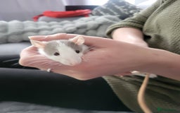 Rat rodents for sale: Mixed baby rats  - Advert 7