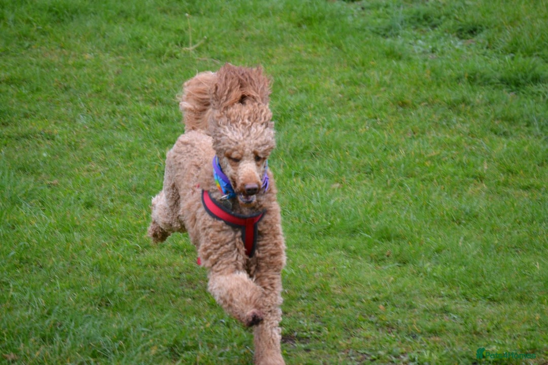 Standard Poodle dogs for sale: Beautiful standard poodle puppies - Advert 20