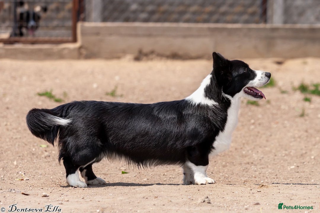 Welsh Corgi Pembroke dogs for adoption: ROGER – Welsh Corgi Pembroke (Male) - Advert 3