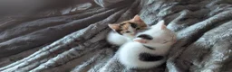 Maine Coon cats for sale: Maincoon cross mother x British shorthair dad in Worksop - Advert 2