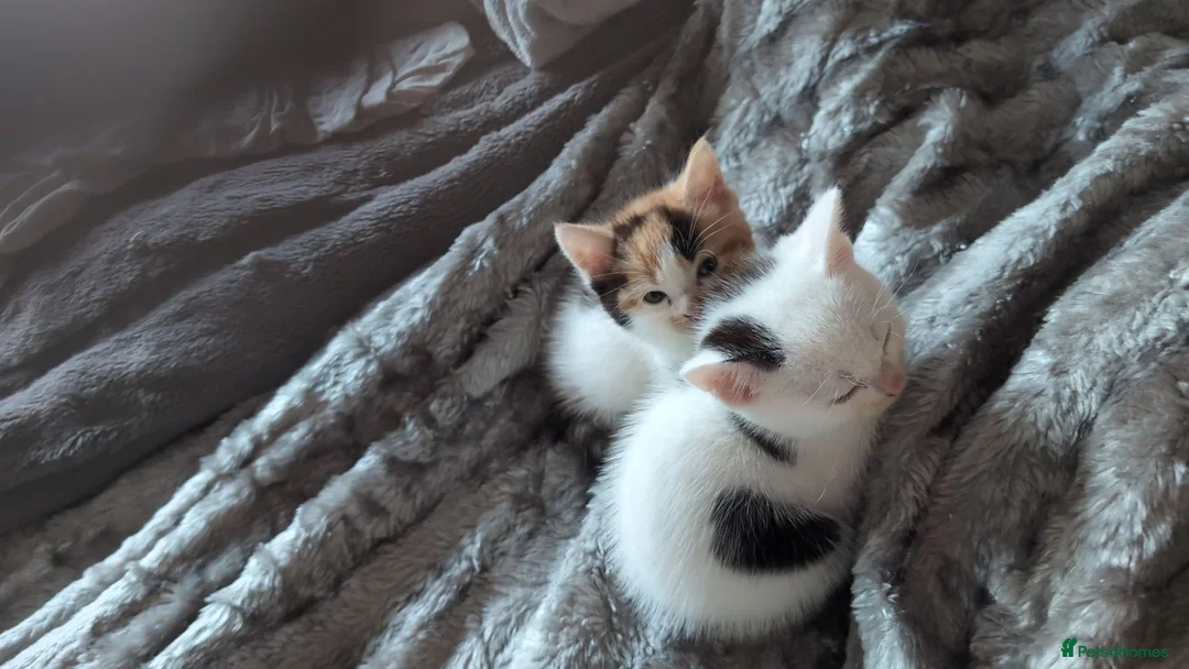 Maine Coon cats for sale: Maincoon cross mother x British shorthair dad in Worksop - Advert 2