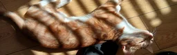 Mixed Breed cats for sale: 2 gorgeous kittens looking for their forever home  - Advert 5