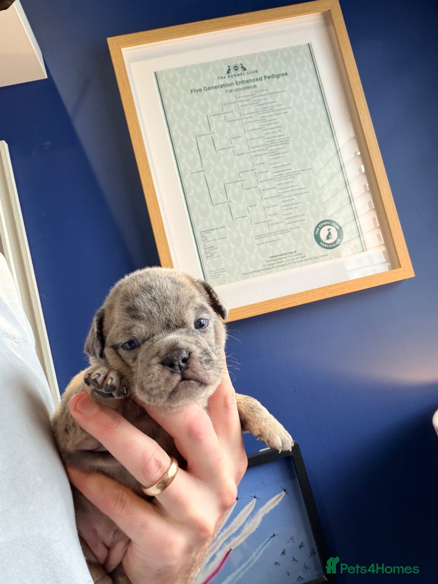 Mixed Breed dogs English Bulldog X French Bulldog Hybrids - Advert 2