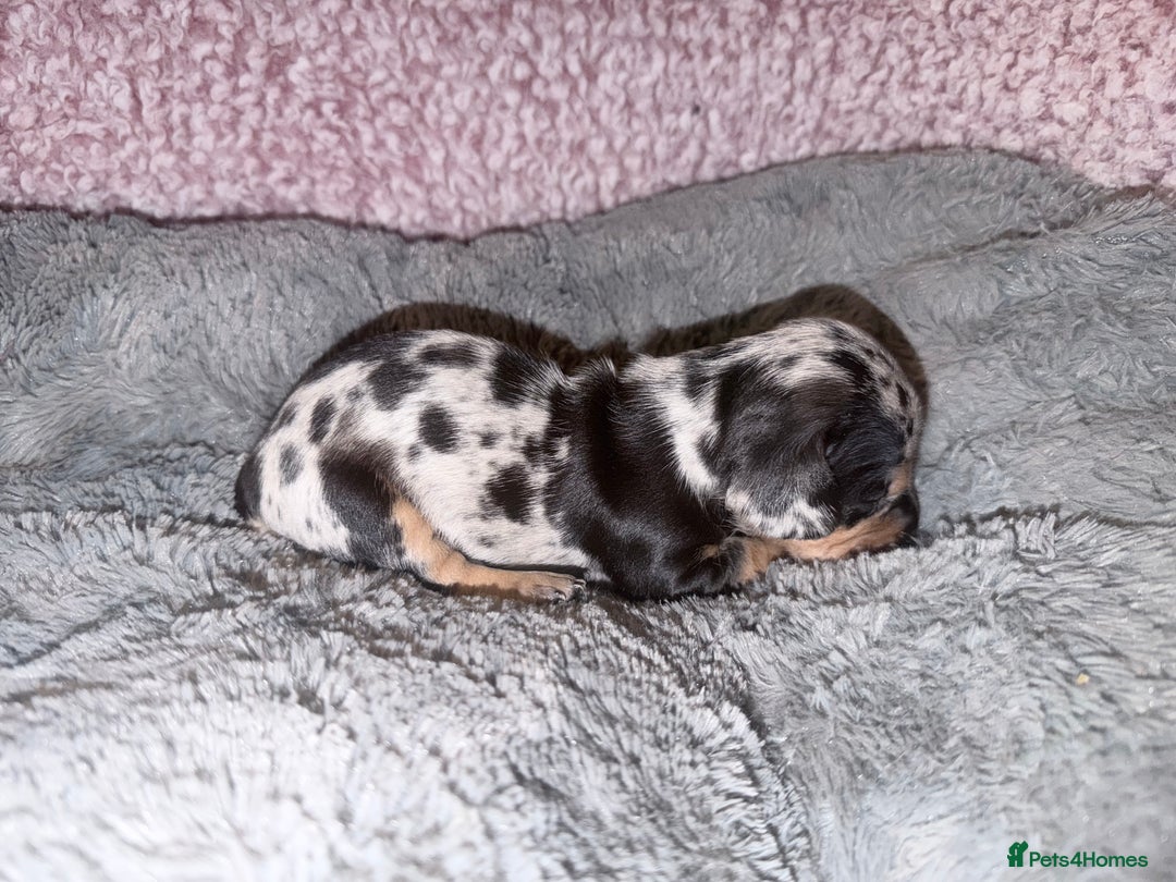 Miniature Dachshund dogs for sale: Stunning kc reg miniature dachshund puppies - Advert 20