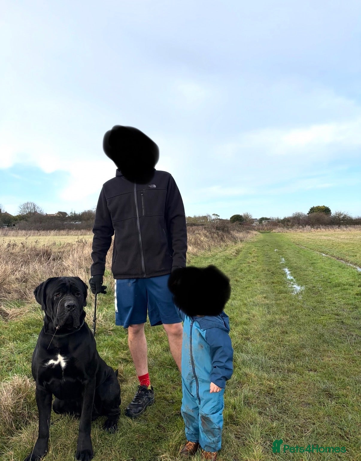 Cane Corso dogs Two and a half year old cane corso  - Advert 1