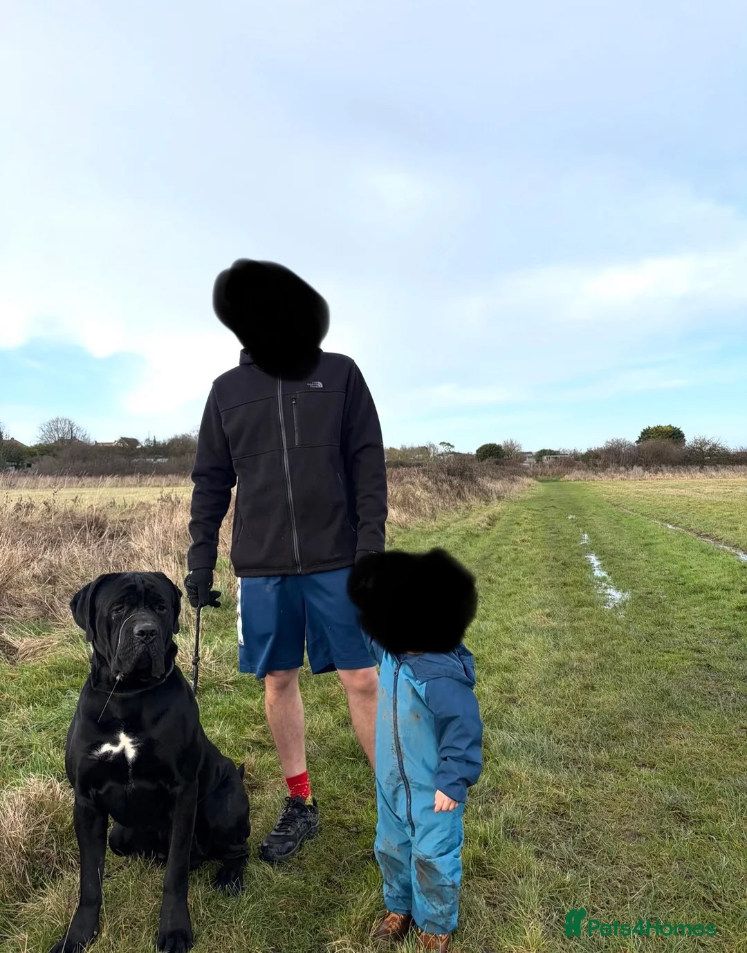 Cane Corso dogs for sale: Two and a half year old cane corso  - Advert 1