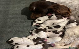 English Springer Spaniel dogs for sale: Liver and white springer spaniel puppies  - Image 3
