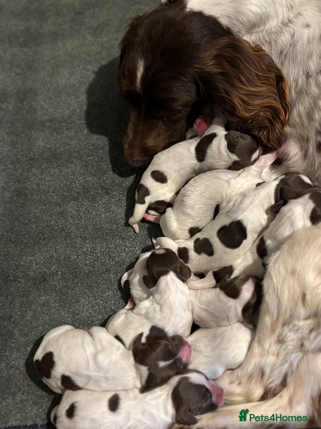 English Springer Spaniel dogs for sale: Liver and white springer spaniel puppies  - Image 3