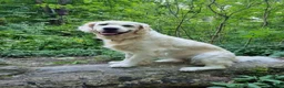 Golden Retriever dogs for sale: Stunning Cream KC registered Golden Retrievers  - Advert 2