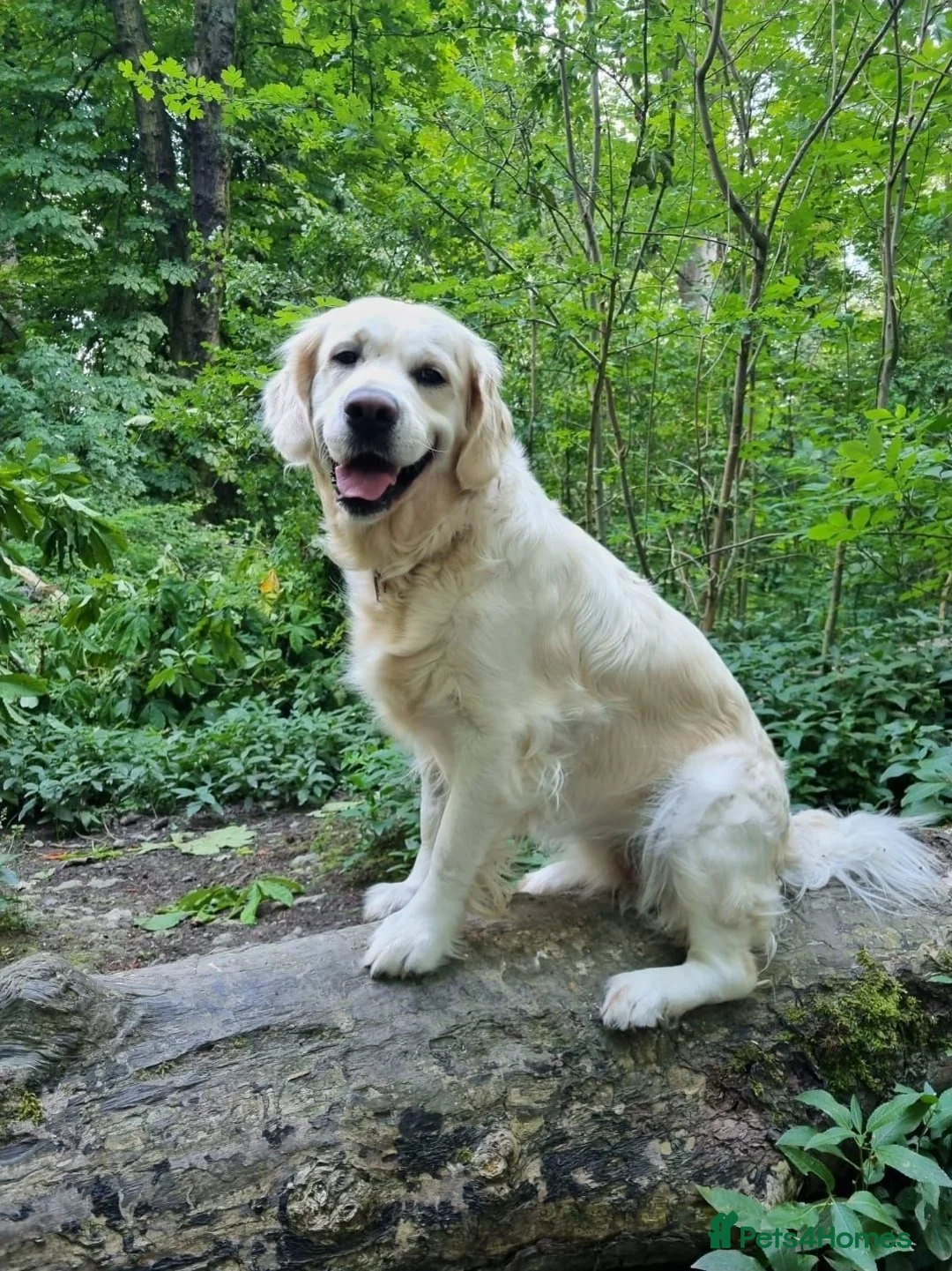 Golden Retriever dogs for sale: Stunning Cream KC registered Golden Retrievers  - Advert 2