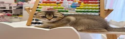 Scottish Fold cats for sale: 🐱✨ Beautiful Golden Scottish Fold Kitten - Advert 20