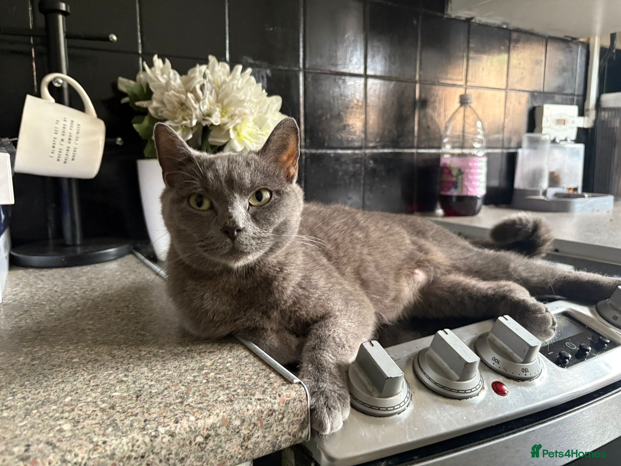 British Shorthair cats for sale: beautiful british short hair kitties  - Advert 3