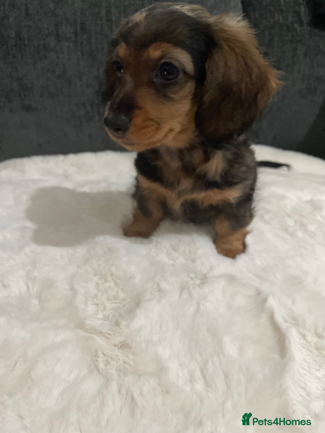 Miniature Dachshund dogs for sale: Champion Longhaired Miniature Dachshund Puppies - Advert 8