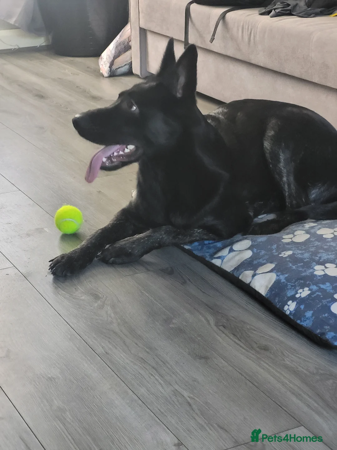 Mixed Breed dogs for sale: Dog for sale - Advert 4