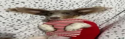 Miniature Dachshund dogs for sale: Just 2 long coat miniature dachshund puppies left - Advert 7