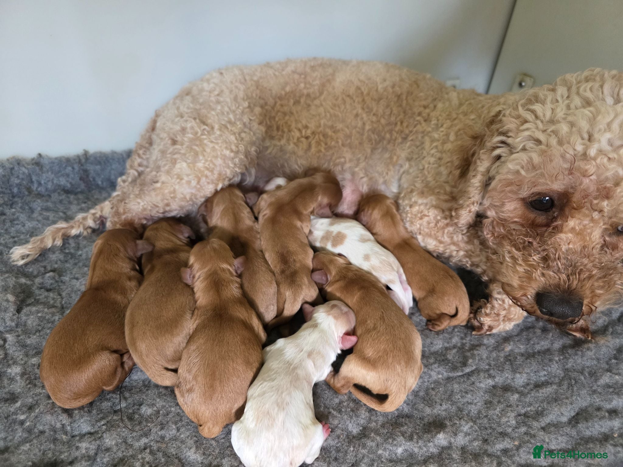 Cavapoo dogs 3 beautiful boys available 🩵🩵🩵 - Advert 2