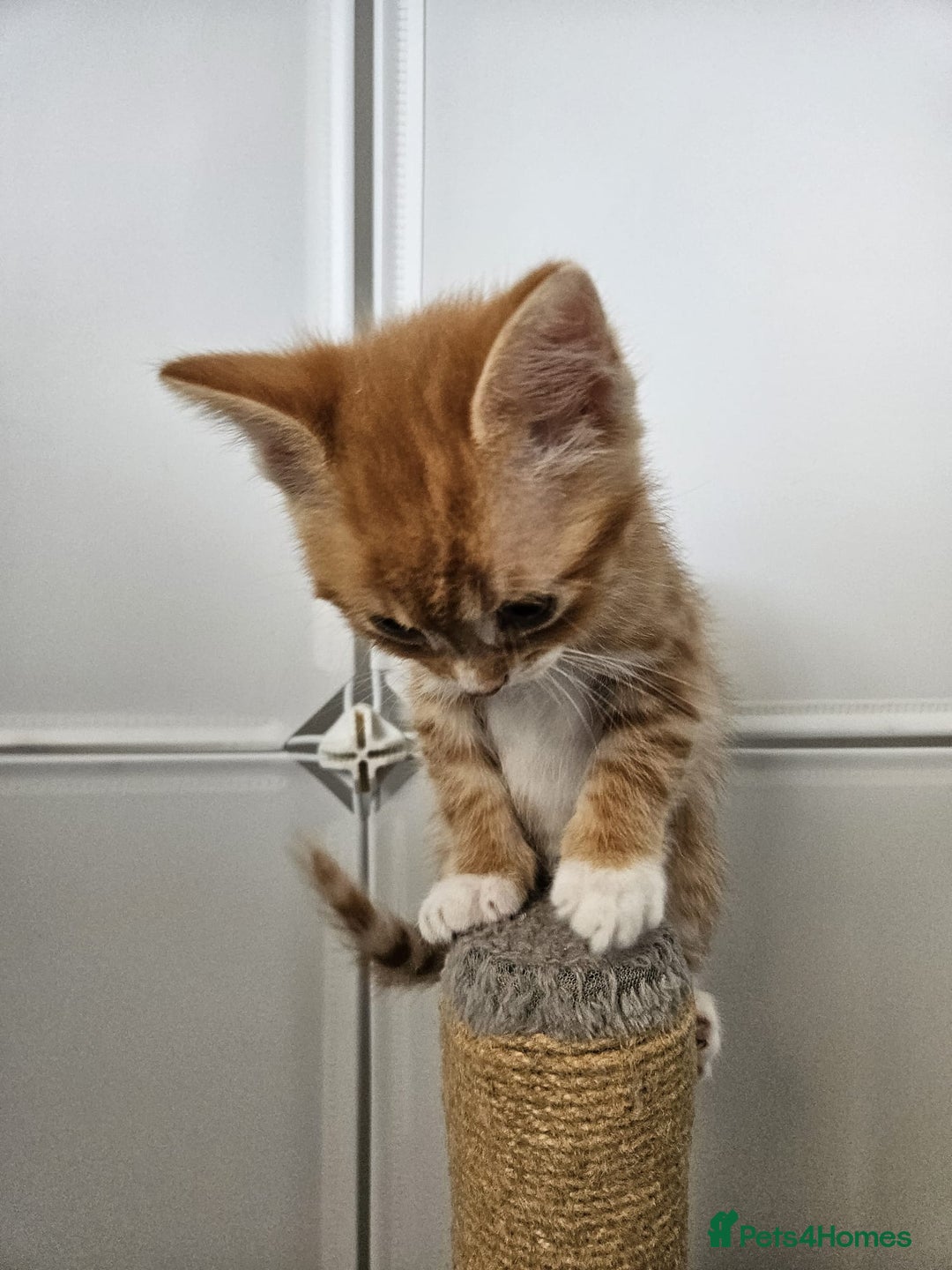 Mixed Breed cats for sale: Lovely kittens for sale  - Image 16