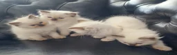 Ragdoll cats for sale: 🐾Beautiful Ragdoll Kittens – Championship Lines🐾 - Advert 5