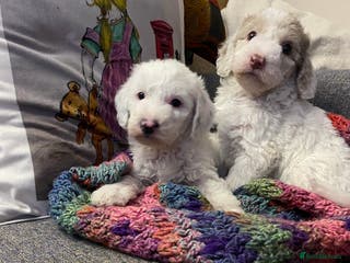 Labradoodle dogs Australian Labradoodle Puppies - Advert 3