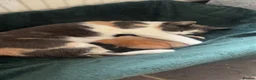 Mixed Breed cats for sale: Stunning Kittens - Advert 9