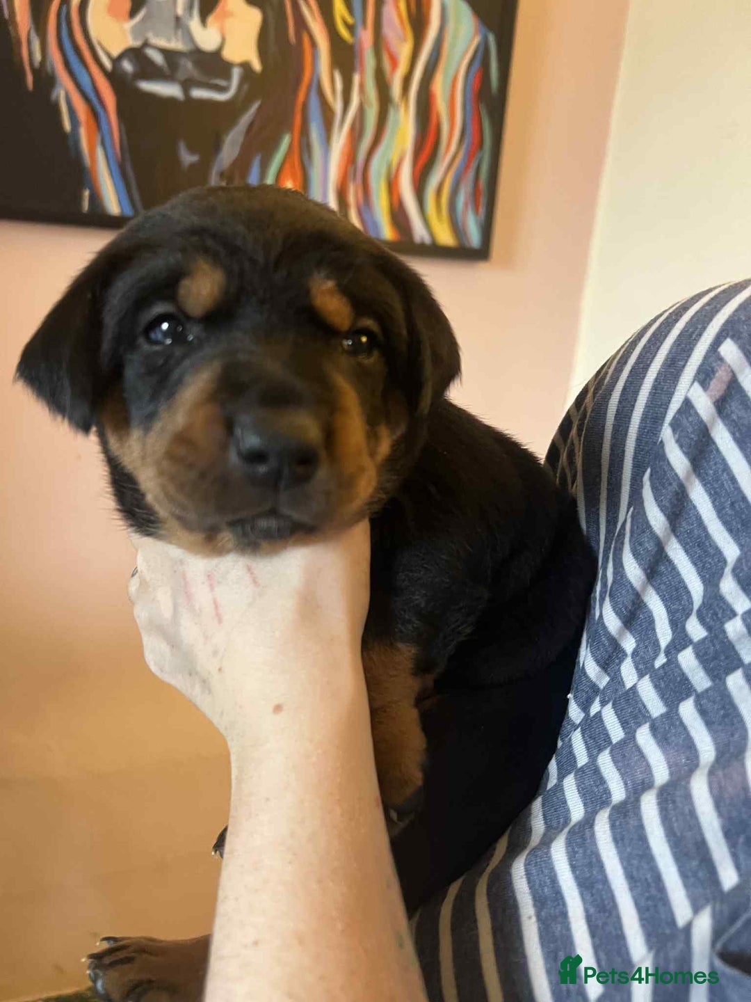 Mixed Breed dogs for sale: Boarder Rottie puppies  - Image 10