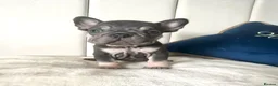 French Bulldog dogs for sale: Outstanding Family Raised frenchies❤️ READY NOW  - Advert 15