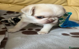 Pug dogs for sale: 1 gorgeous pug boy  - Image 9