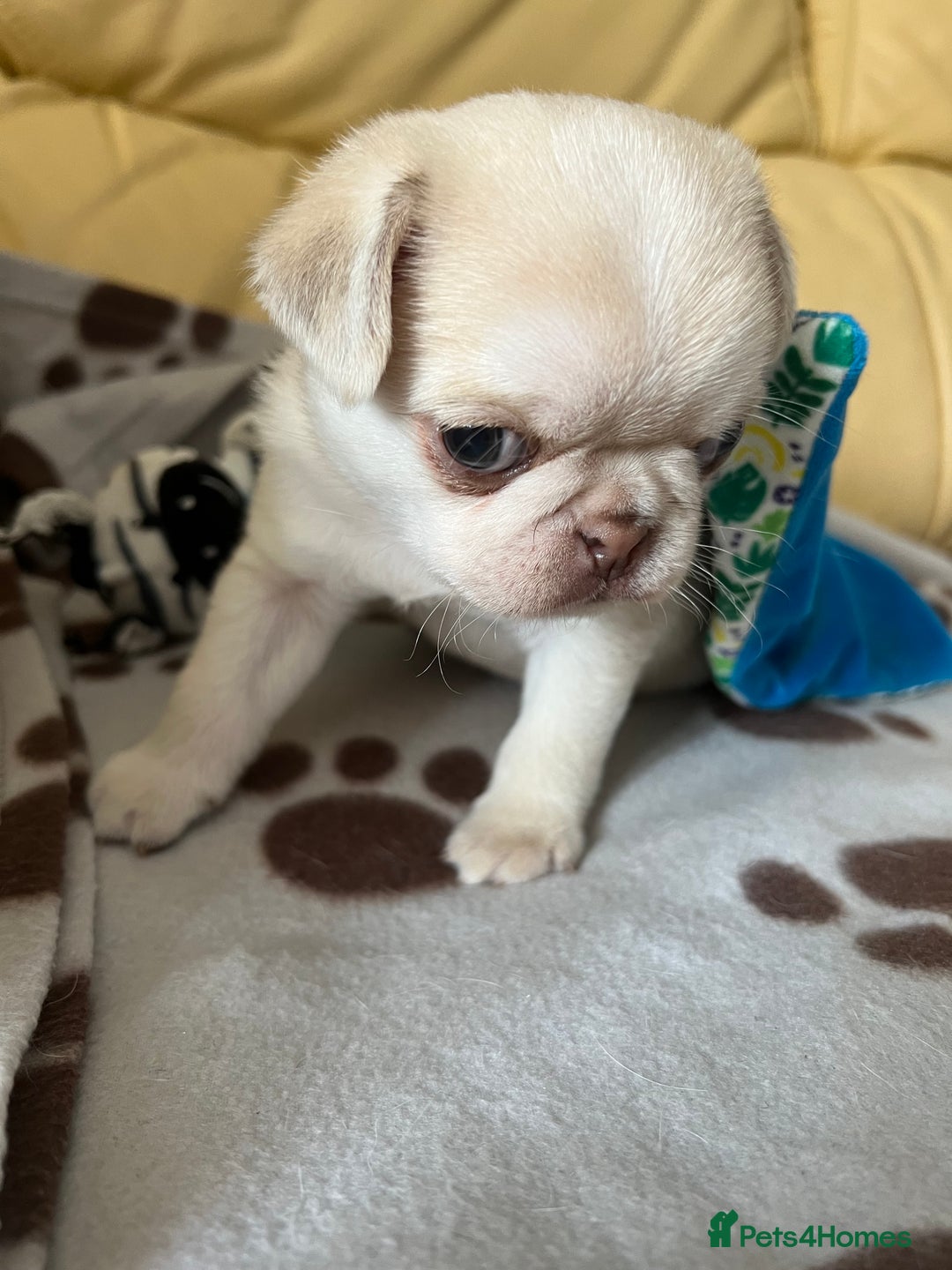 Pug dogs for sale: 1 gorgeous pug boy  - Image 9