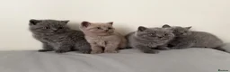 British Shorthair cats for sale: British Shorthair kittens - Advert 9