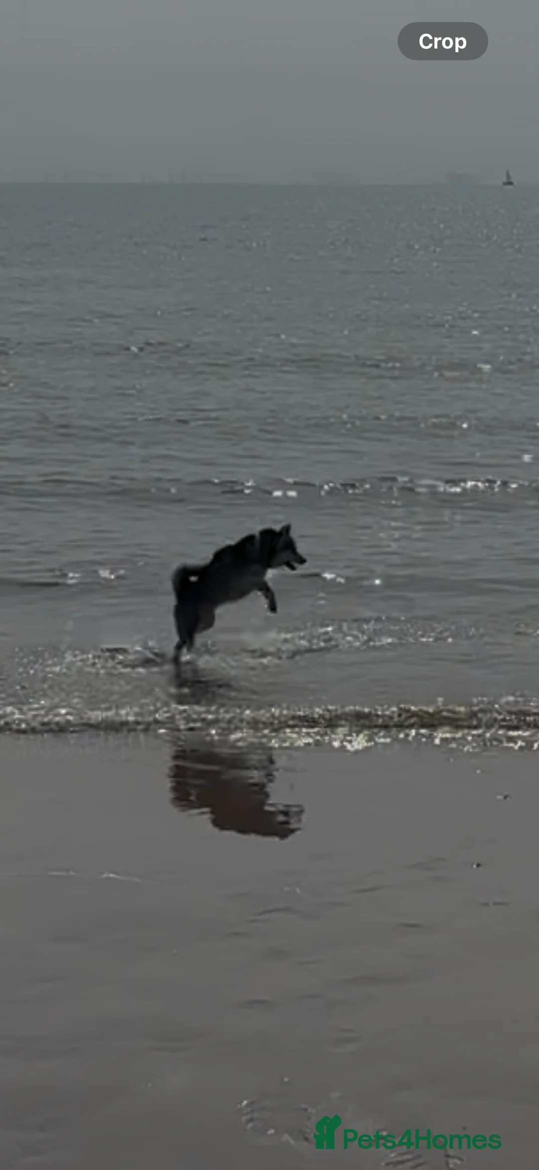 Pomsky dogs for stud: Pomsky F2 for Stud in Rainham - Advert 6