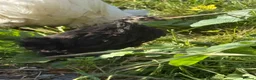 Chickens poultry for sale: Black mottled Pekin chick 7 weeks  - Advert 2